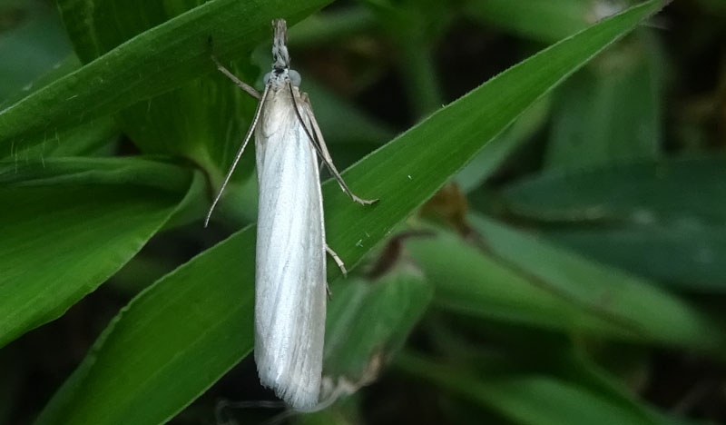 Crambidae: Crambus perlella